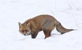 rekel in de sneeuw
